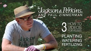 3 Rose How-To's From Jackson & Perkins and Paul Zimmerman