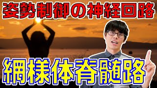 【超重要】何故意識しなくても歩けるの？姿勢を安定させる神経回路である網様体脊髄路の機能＆機能不全に関する知識を解説します!