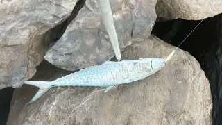 King Fish Seasons On Shore Line Jigging System