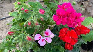 زراعة نبات إبرة الراعي🍀جيرانيوم🌹من فرع واحد املئ حديقتك بأزهاره الخلابة متعددة الالوان 💐شاهد