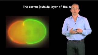 Hierarchies Of Cellular Organization - Anthony Hyman Mpi - Cbg