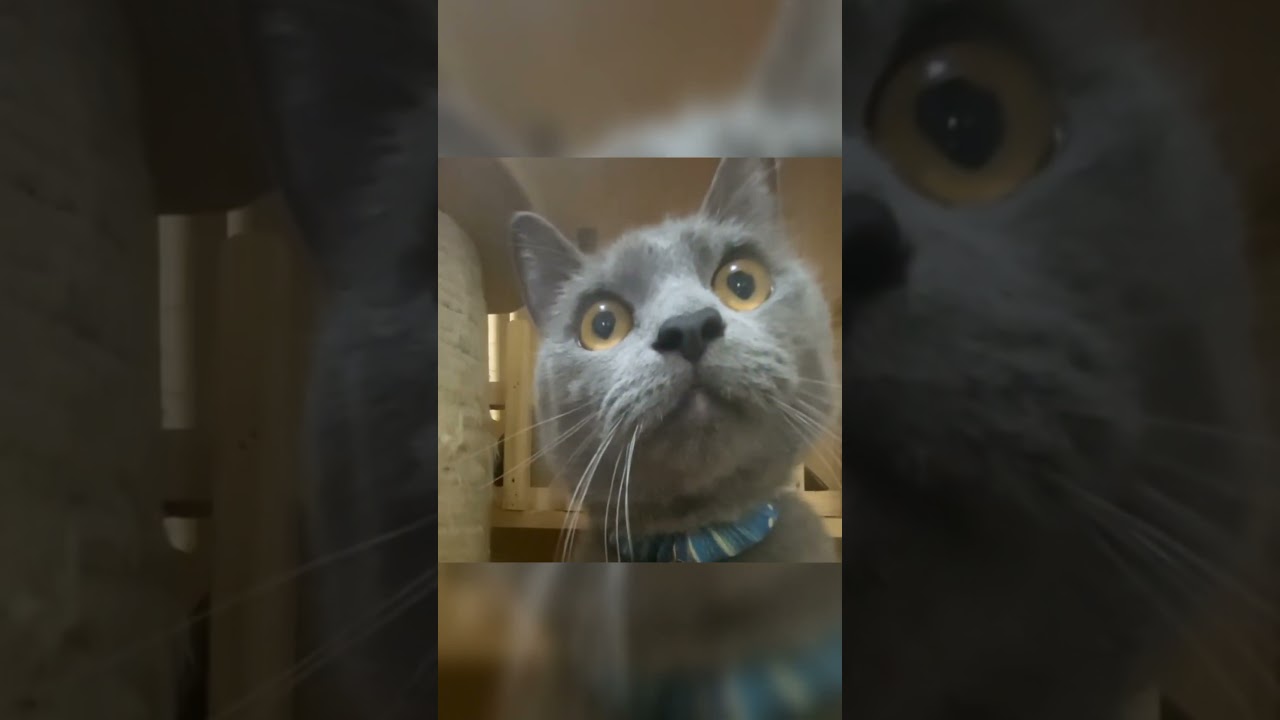 Indoor Cat's Hilarious Reaction to Outdoor Cats