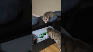 #1 Funny Cat Opens Drawer With His Toys lol 😆 😻😹 #shorts