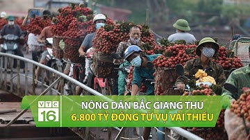 Nông dân Bắc Giang thu 6.800 tỷ đồng từ vụ vải thiều | VTC16