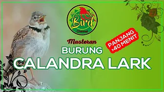 MASTERAN SUARA CALANDRA LARK GACOR|| PARANORMAL BIRD CHANNEL VIDEO MASTERAN SUARA CALANDRA LARK GACOR|| PARANORMAL BIRD CHANNEL VIDEO