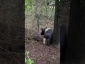 Scratching the itch