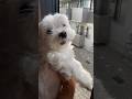 お外見よー!って走ってくる犬が激かわ🐶#shorts