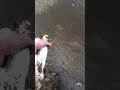 Весенняя рыбалка на реке Кан 2024. Отпускание Ленка. #поживёмполовим #fishing  #рыбалка #спиннинг