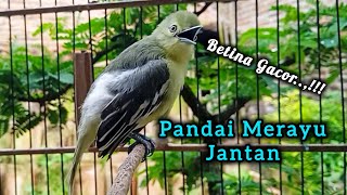 SIRTU BETINA GACOR PANDAI MERAYU JANTAN