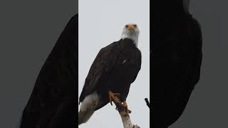 Bald Eagle (January 7th, 2023) #shorts
