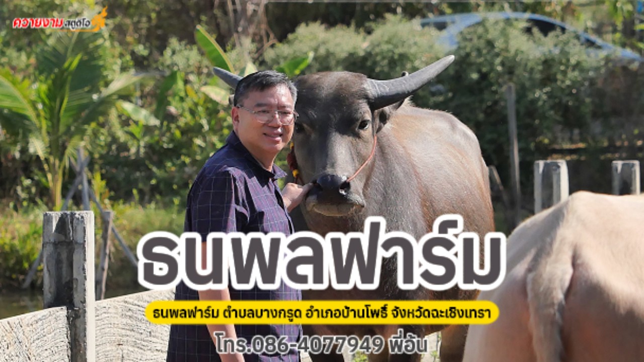 ฝูงควายแม่พันธุ์ของธนพลฟาร์ม ทีเด็ดเพียบ!!☎️086-4077949 พี่อ้น