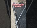 들깨 싹이 트다