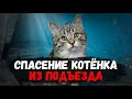 Спасение котенка из подъезда. Три дня на спасение, или его... / SANI vlog