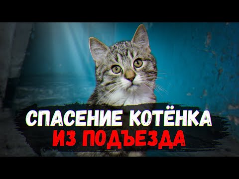 Спасение котенка из
