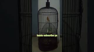 Download Lagu malam haripun kau tetap gacor!! masteran burung kenari!! pancingan suara kenari #shorts MP3