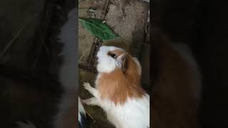 treat dying guinea pigs #shorts #guineapig #guineapig