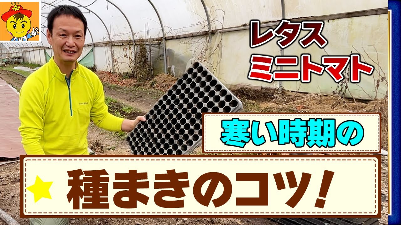 【自然栽培214】寒い時の種まきの工夫！！発芽を促進！！レタスと、ミニトマトの種まき。
