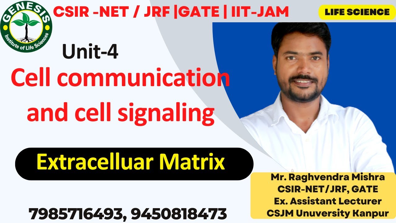 Extracellular matrix | Fibronectin | Laminins | Adhesive proteins | Cellular communication | L-2