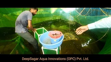 Tilapia Grading.....