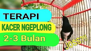 Terapi Kacer Ngeplong, Kristal 2-3 Bulan JOSS!!