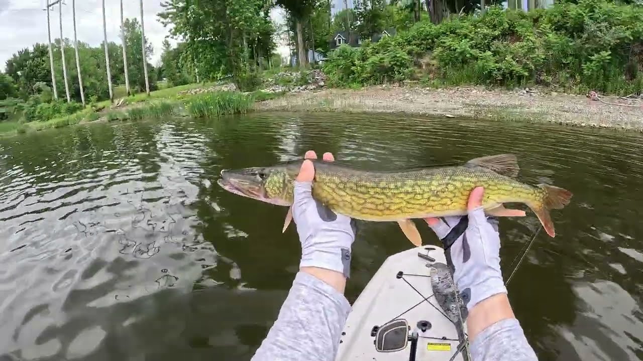 Big fish on the Yamatanuki!