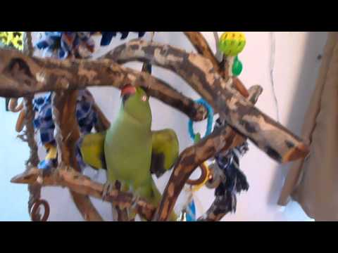 ECHO GREEN INDIAN RINGNECK PARAKEET TALKING AND BEING CUTE