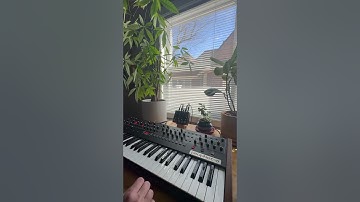 Sound designing with the Prophet 6 and Qi Etherealizer. #prophet6 #synth #analogsynth #ambient