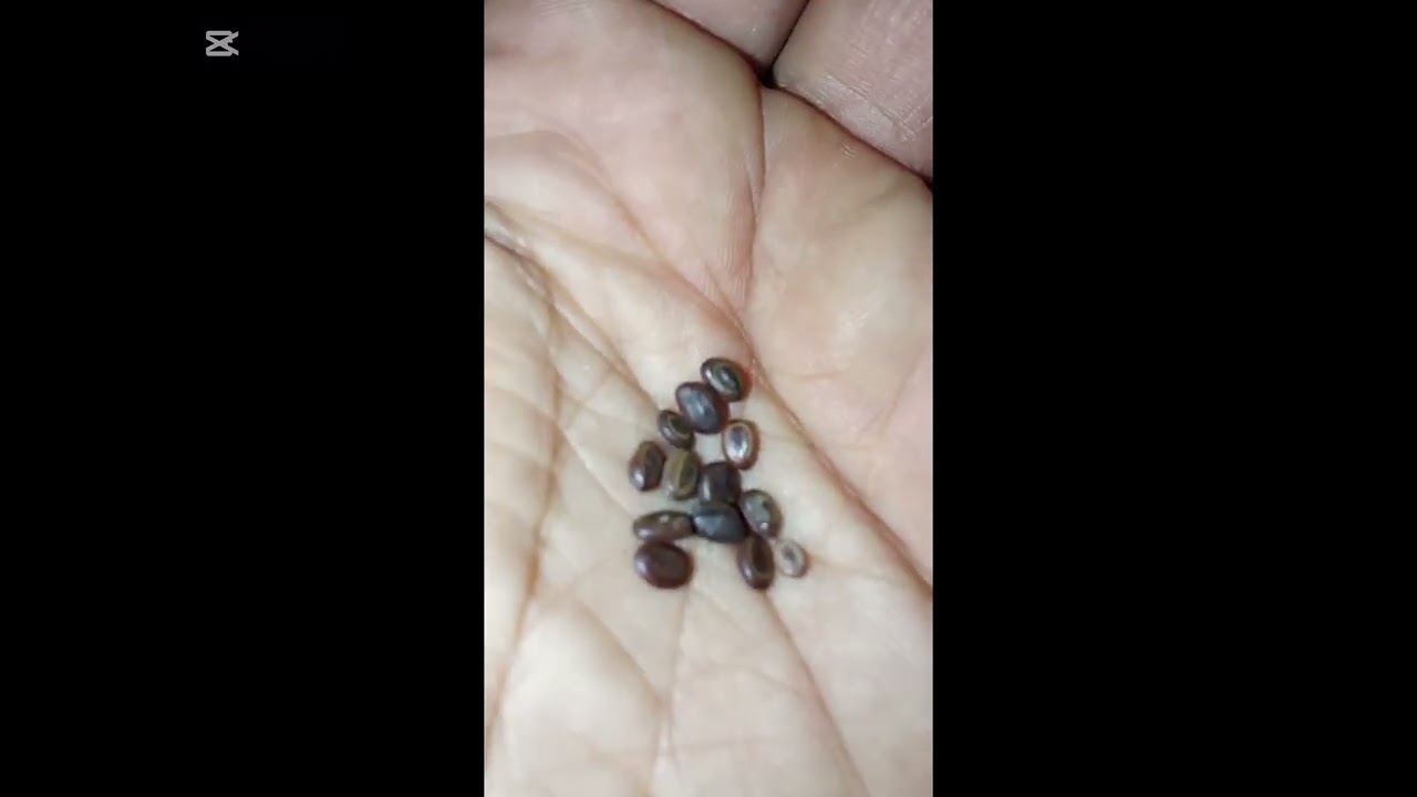 زراعة شجرة الطلح النجدي من البذور