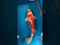 小西養鯉場産❗️孔雀61cm