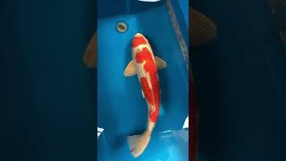 小西養鯉場産❗️孔雀61cm