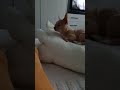 Оказался в эпицентре конфликта 🤪😆#shorts#томик#собакасмешное#лучшийдругчеловека