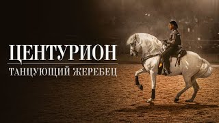 видео: 👨👨👧👧ДЕВУШКА НАХОДИТ УТЕШЕНИЕ В ЗАНЯТИЯХ ВЕРХОВОЙ ЕЗДОЙ! Центурион: танцующий жеребец. Семейный картинка: 👨👨👧👧ДЕВУШКА НАХОДИТ УТЕШЕНИЕ В ЗАНЯТИЯХ ВЕРХОВОЙ ЕЗДОЙ! Центурион: танцующий жеребец. Семейный