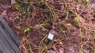 Rose Beetle Control