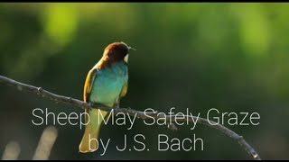 Bach - Sheep May Safely Graze from Cantata 208 BWV 208 David Franzen Guitar