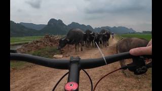 Tam Coc 🇻🇳 | Cycling the River, Goats, Buffalo &amp; Zero Tourists