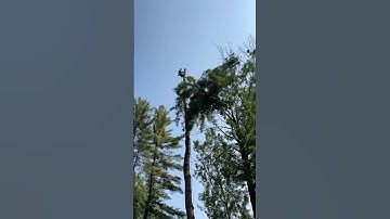 Don’t dent the driveway!Taking the top from a pine tree in tght spot.