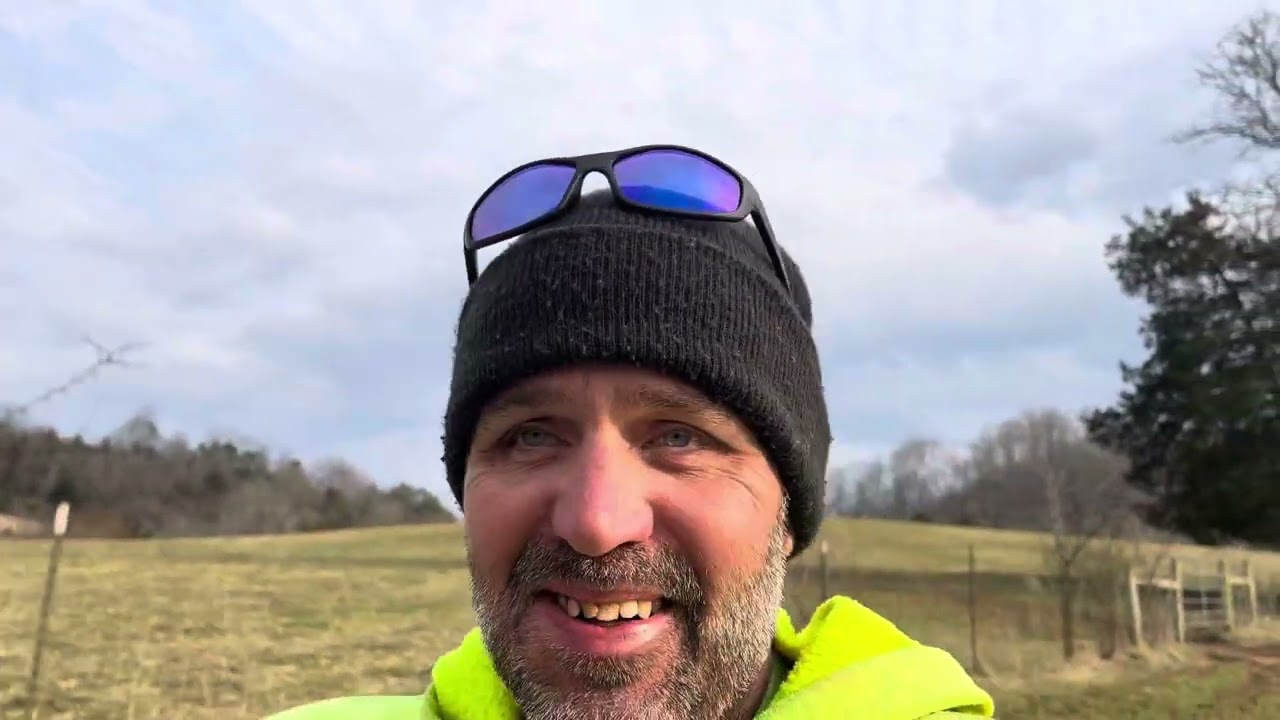 Counting cattle. Feeding cattle.