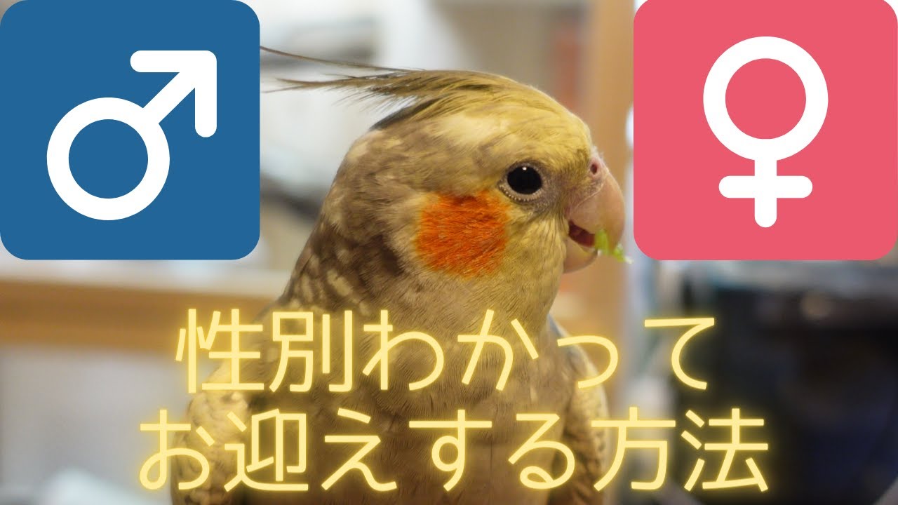 ※具体策【オカメインコ雄♂】性別が分かった上でお迎えする方法 雛 お迎え 性別 Youtube 