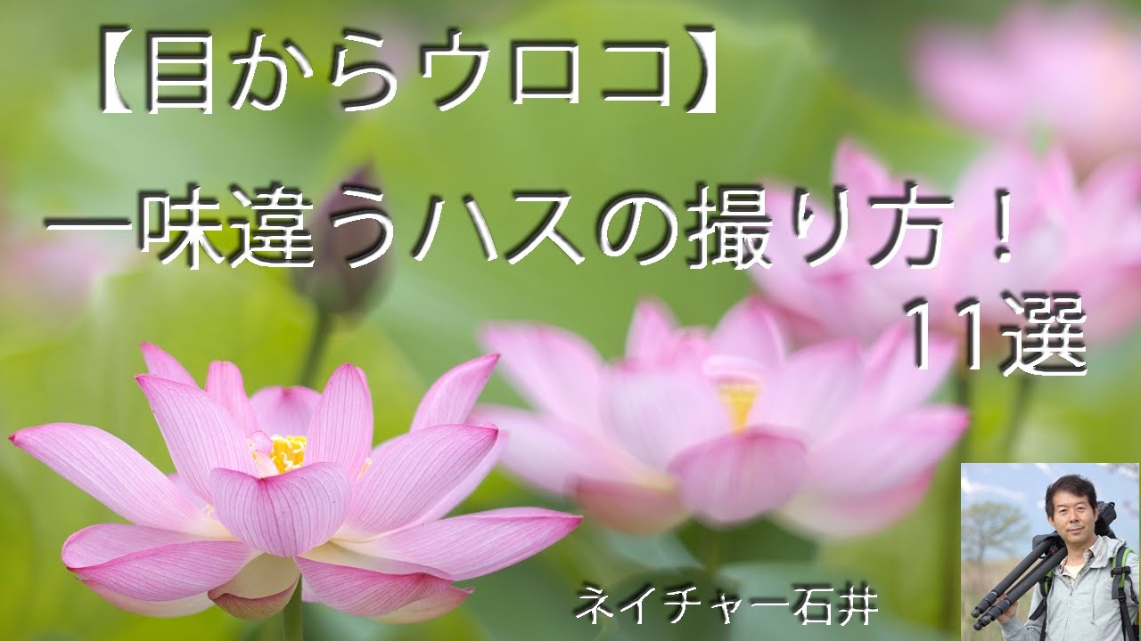 【目からウロコ】一味違うハスの撮り方！11選