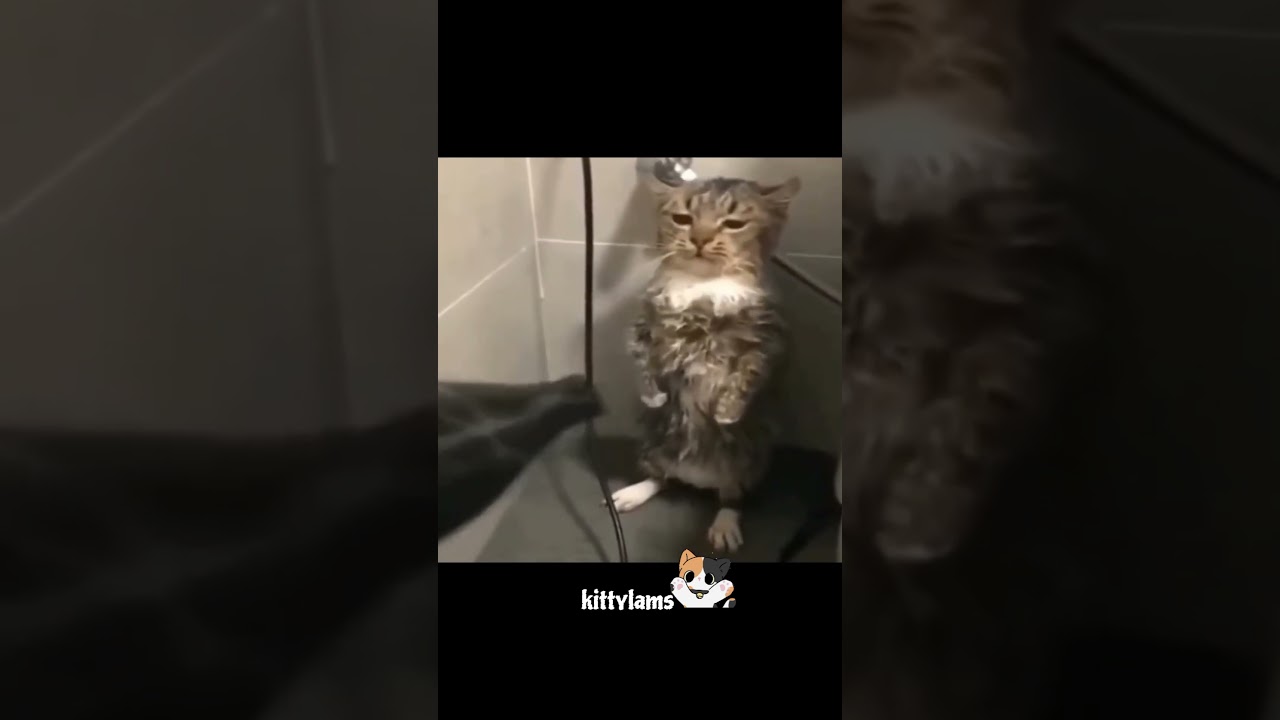 cat meme part 1 💖 