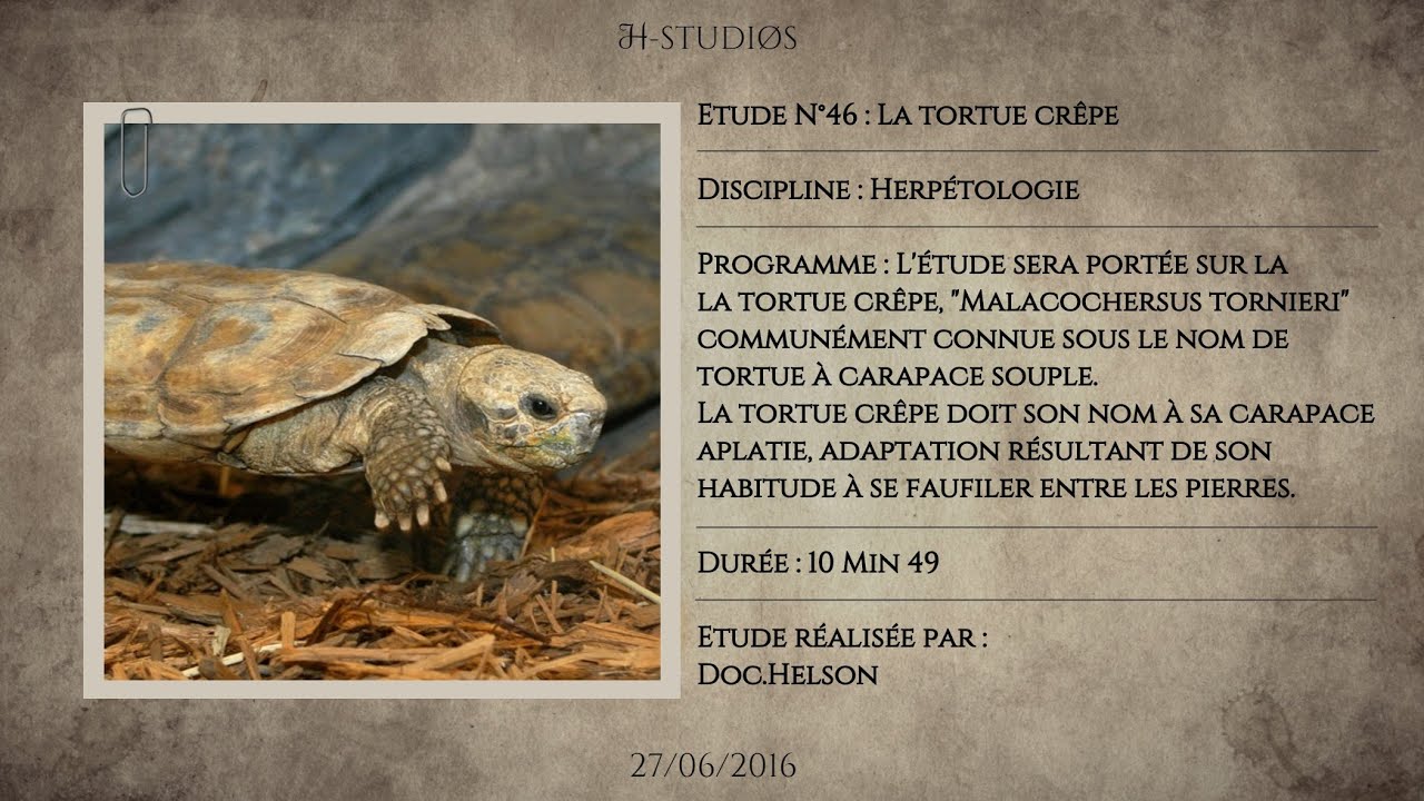 LA TORTUE CRÊPE - MALACOCHERSUS TORNIERI - Tortue à carapace souple.
