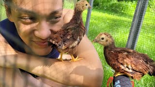 We Adopted Baby Chickens! 🐣