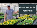 How to grow and care for pansies everything you need to know