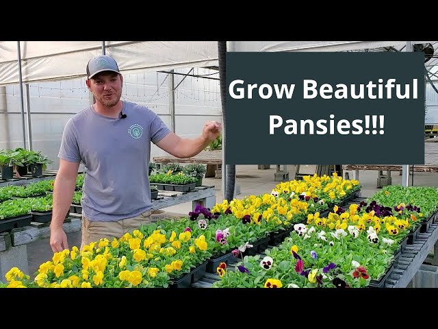 How To Grow and Care For Pansies |Everything You Need To Know| class=