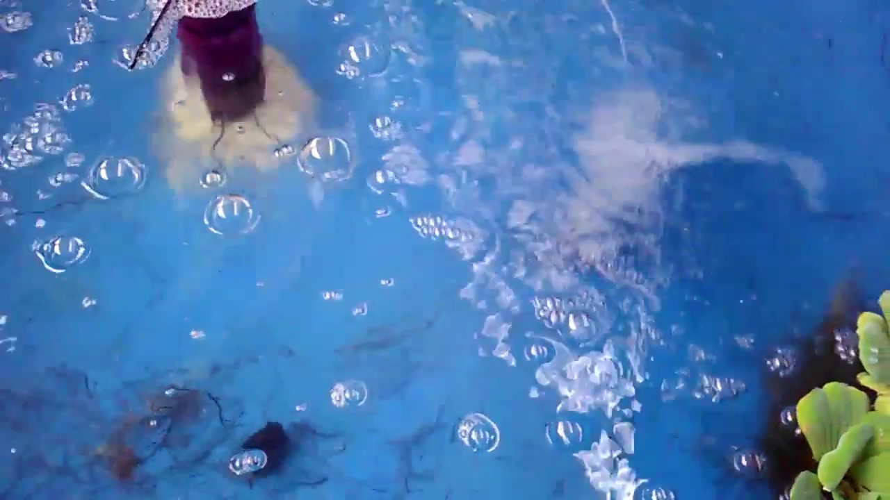 Glass Eel, baby eel, anguilla shirasu sidat unagi tank farming YouTube