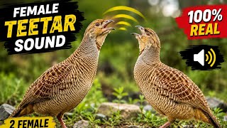 100% Real Teetar Sound | Grey Francolin Call | Natural Bird Calls | 4K Wildlife Sounds