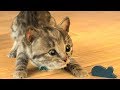 Little Kitten & Friends - Learn with the cutest cat! (Fox and Sheep) Part 19 - Best App For Kids