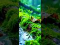 💗✨😻Special Place of view whatsapp status video✨👻💗#nature #love #travel #viwes10milionplace #shorts