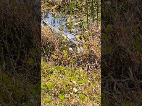 Alligator Number 9 is Hidden in the Marsh at Orlando Wetlands! Christmas, Florida