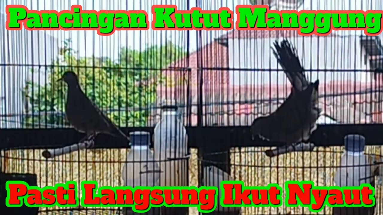 Pancingan Kutut Manggung Pasti Langsung Ikut Nyaut